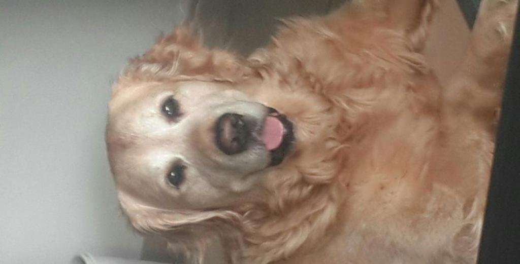 טופ דוג מספרה לכלבים טופ דוג מספרה לכלבים