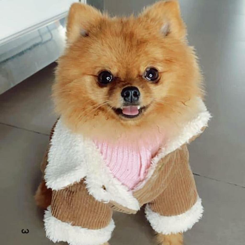 הלוחש לחיות הלוחש לחיות