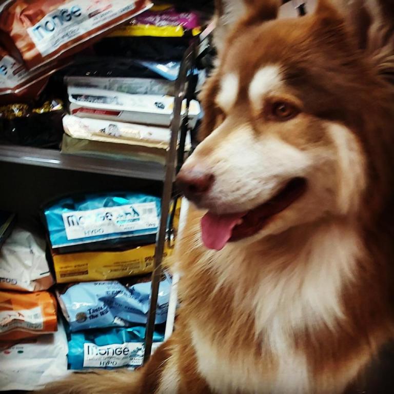 הלוחש לחיות הלוחש לחיות