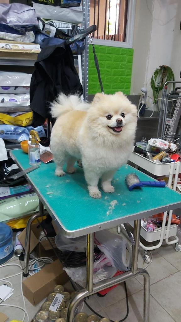 הלוחש לחיות הלוחש לחיות