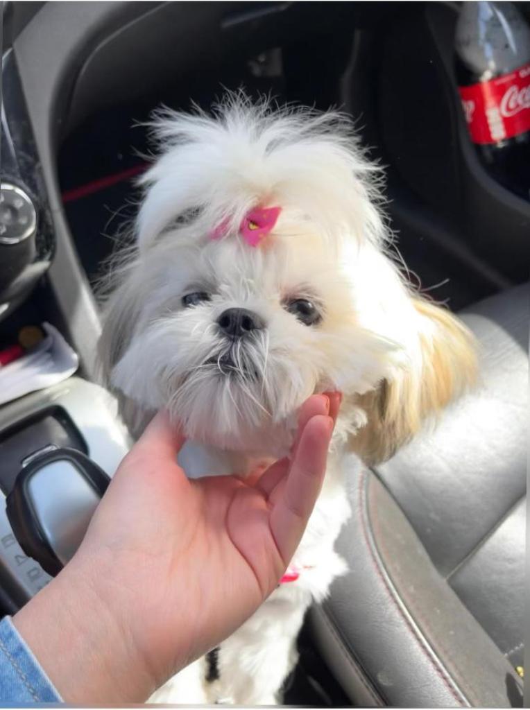 הלוחש לחיות הלוחש לחיות