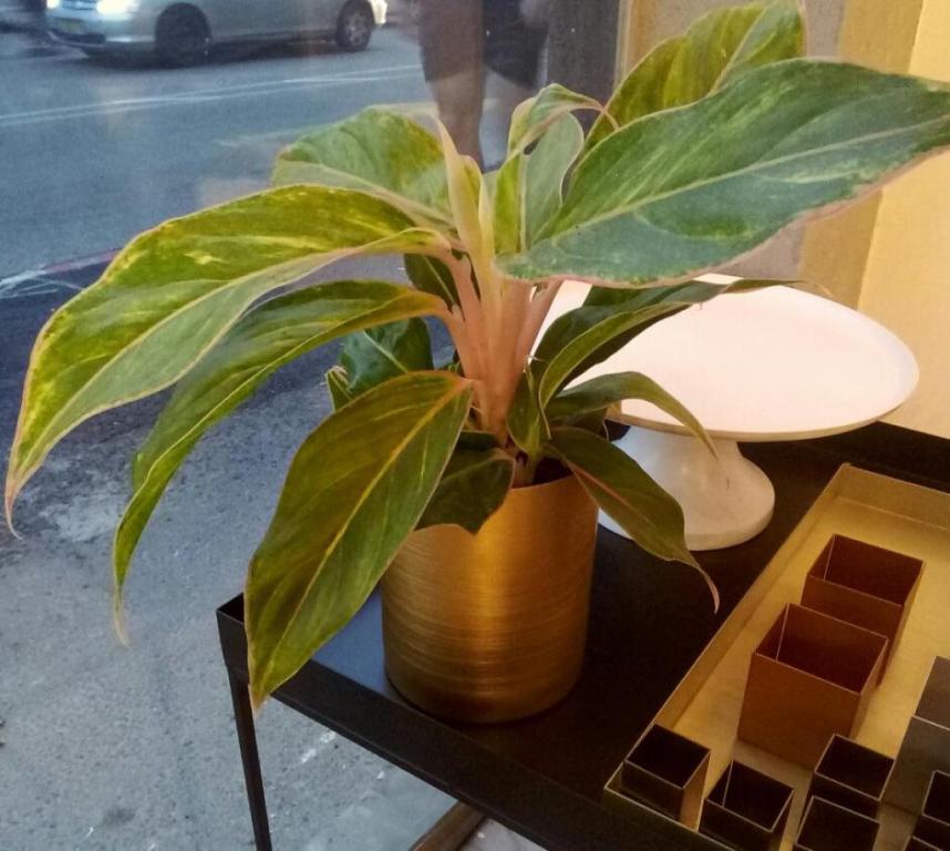 יער תל אביבי יער תל אביבי