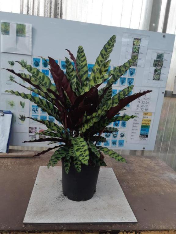 יער תל אביבי יער תל אביבי