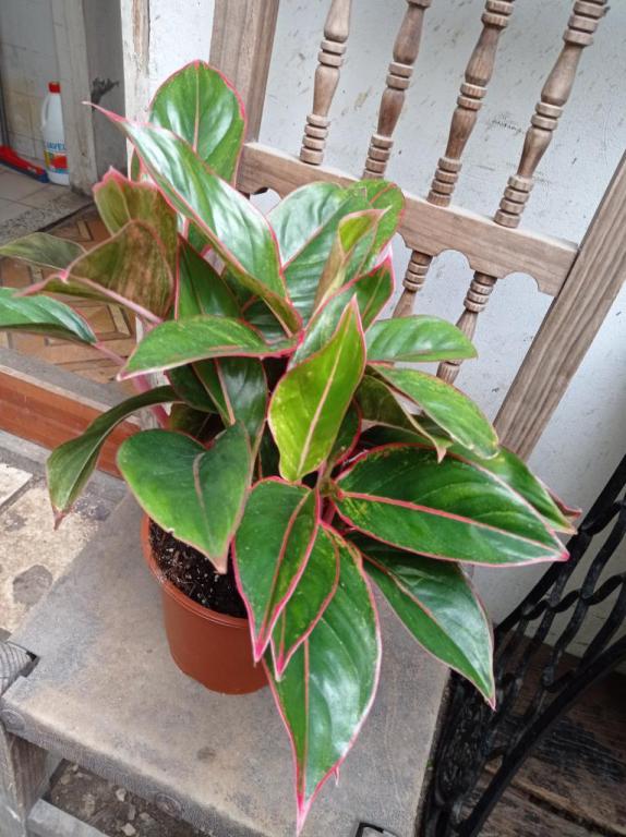 יער תל אביבי יער תל אביבי