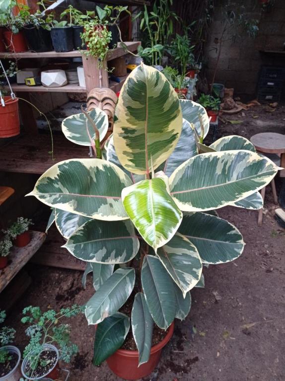 יער תל אביבי יער תל אביבי