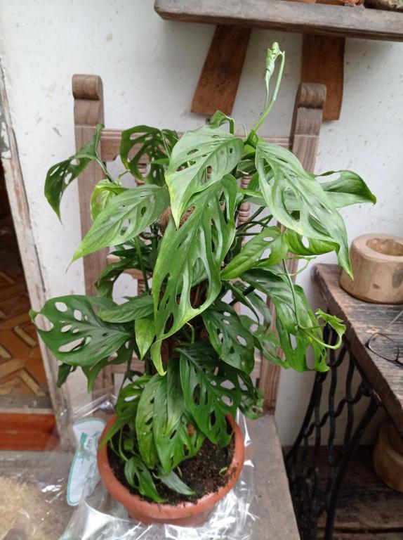 יער תל אביבי יער תל אביבי