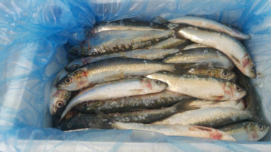 גיא דגים גיא דגים