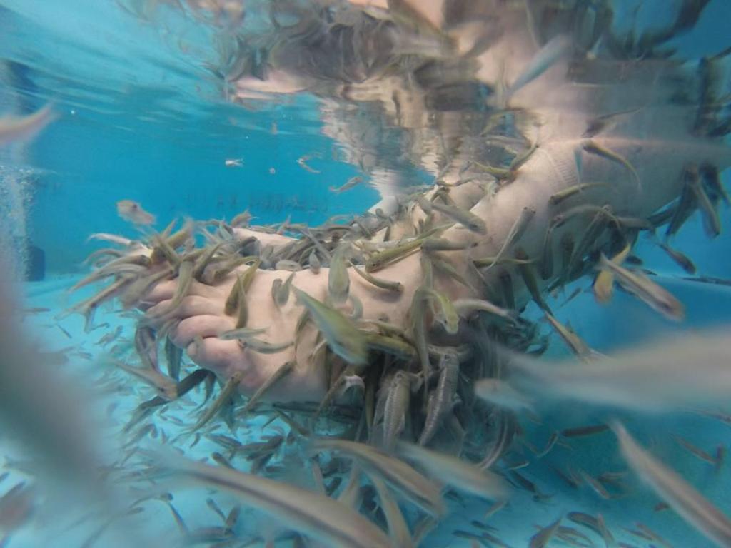 ספא דגים דוקטור דג ספא דגים דוקטור דג