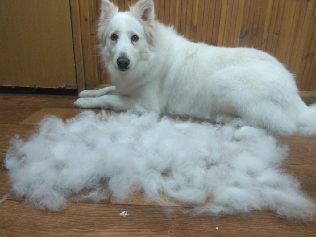 אלונה ספרית כלבים התנהגותית אלונה ספרית כלבים התנהגותית