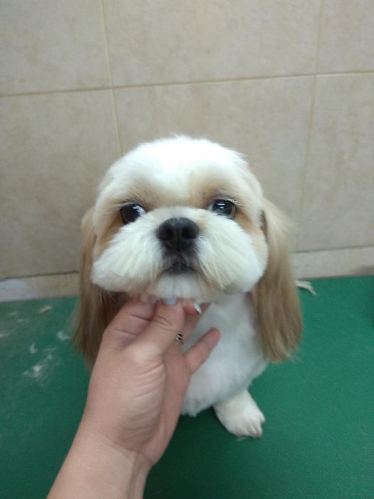 אלונה ספרית כלבים התנהגותית אלונה ספרית כלבים התנהגותית