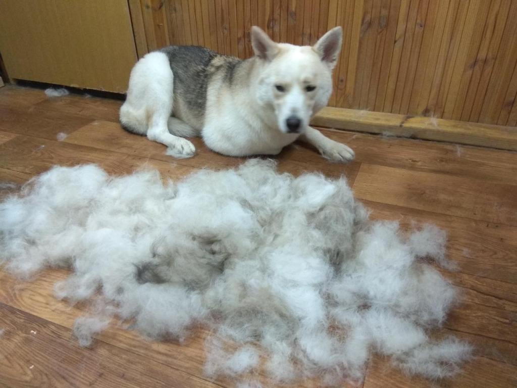 אלונה ספרית כלבים התנהגותית אלונה ספרית כלבים התנהגותית