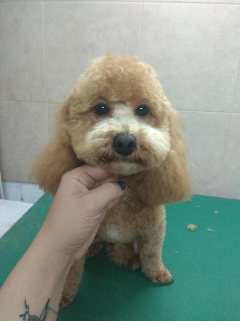 אלונה ספרית כלבים התנהגותית אלונה ספרית כלבים התנהגותית