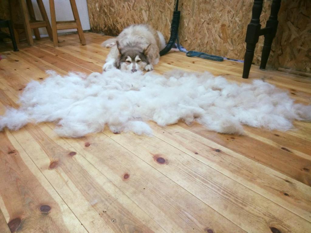 אלונה ספרית כלבים התנהגותית אלונה ספרית כלבים התנהגותית