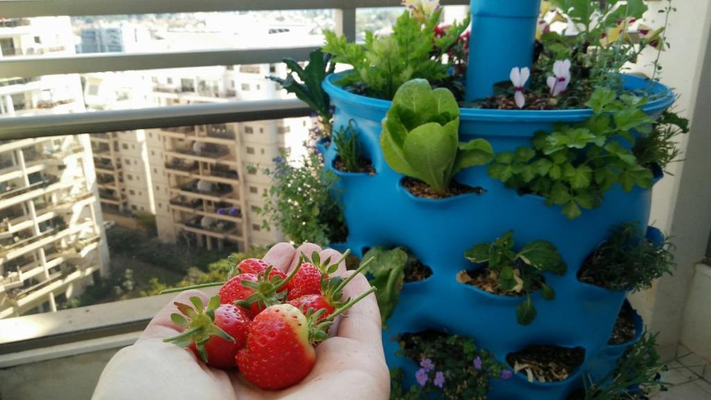 חביתותים חביתותים