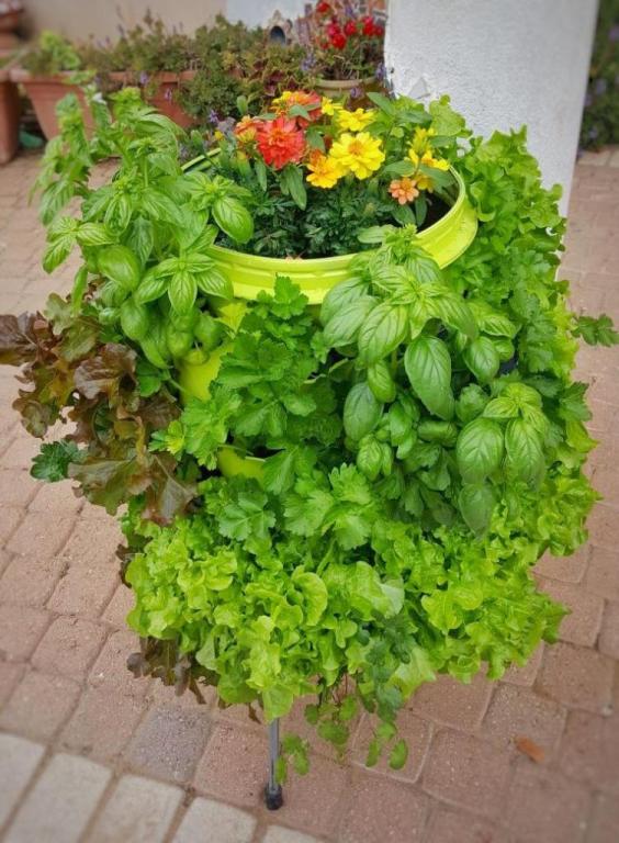 חביתותים חביתותים