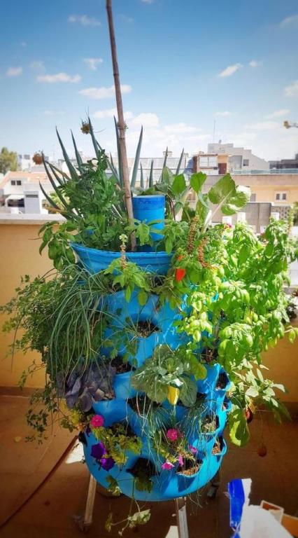 חביתותים חביתותים