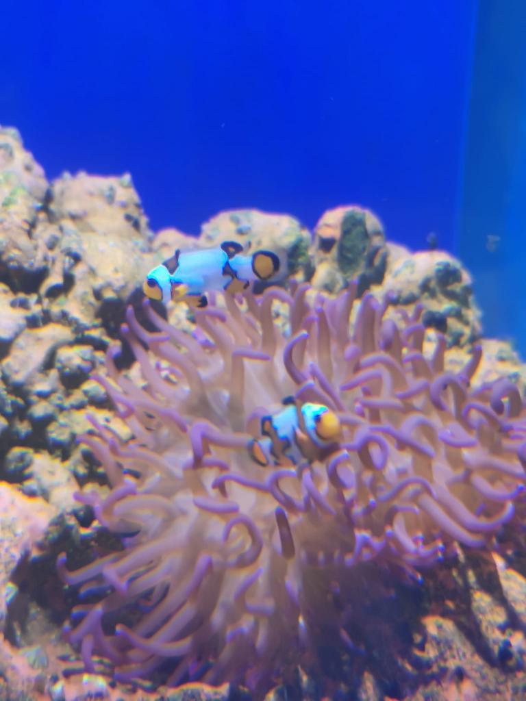 סלע משה ריף ומרינה סלע משה ריף ומרינה