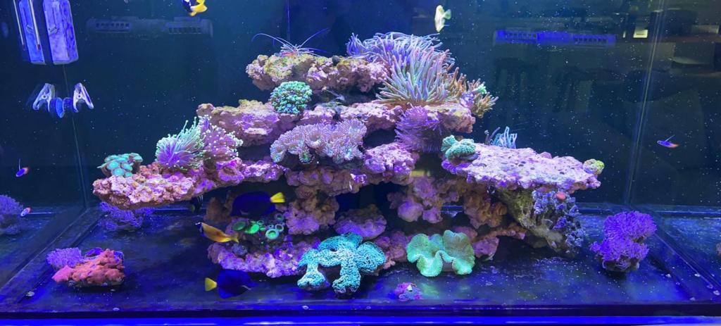 סלע משה ריף ומרינה סלע משה ריף ומרינה