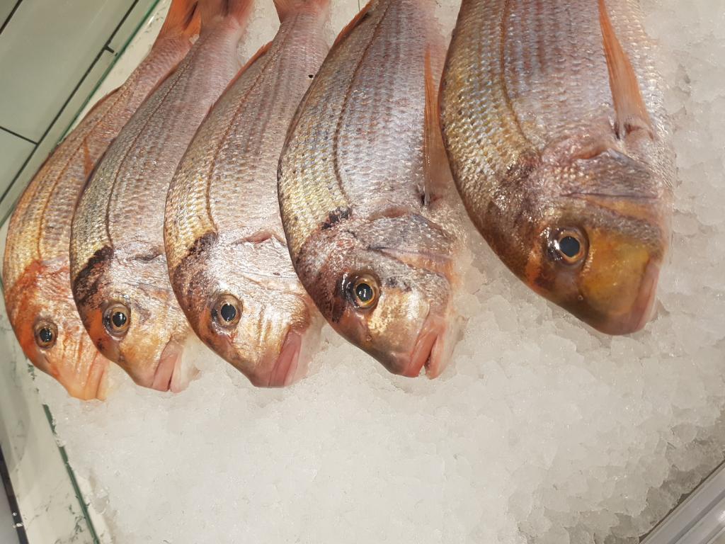 בוטיק דגים בוטיק דגים