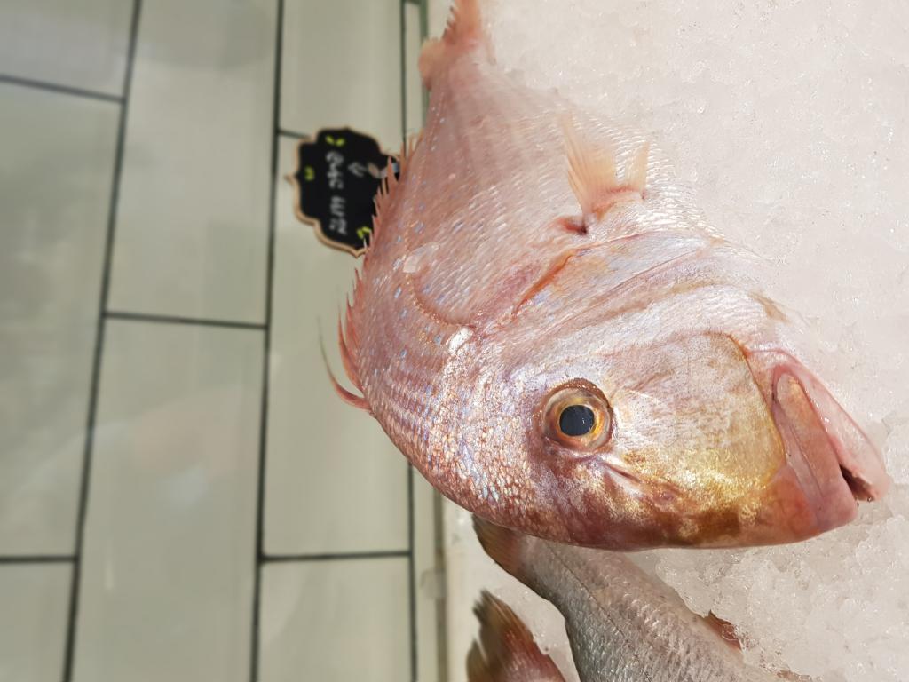 בוטיק דגים בוטיק דגים