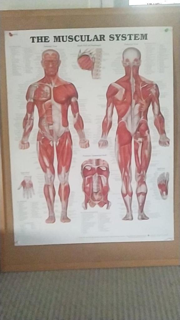 אוהד גיספאן רפואה משלימה אוהד גיספאן רפואה משלימה