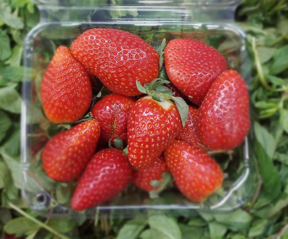 שוק פירות וירקות גיל עמל שוק פירות וירקות גיל עמל