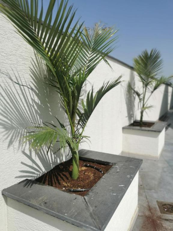 גינוני יהב גינוני יהב