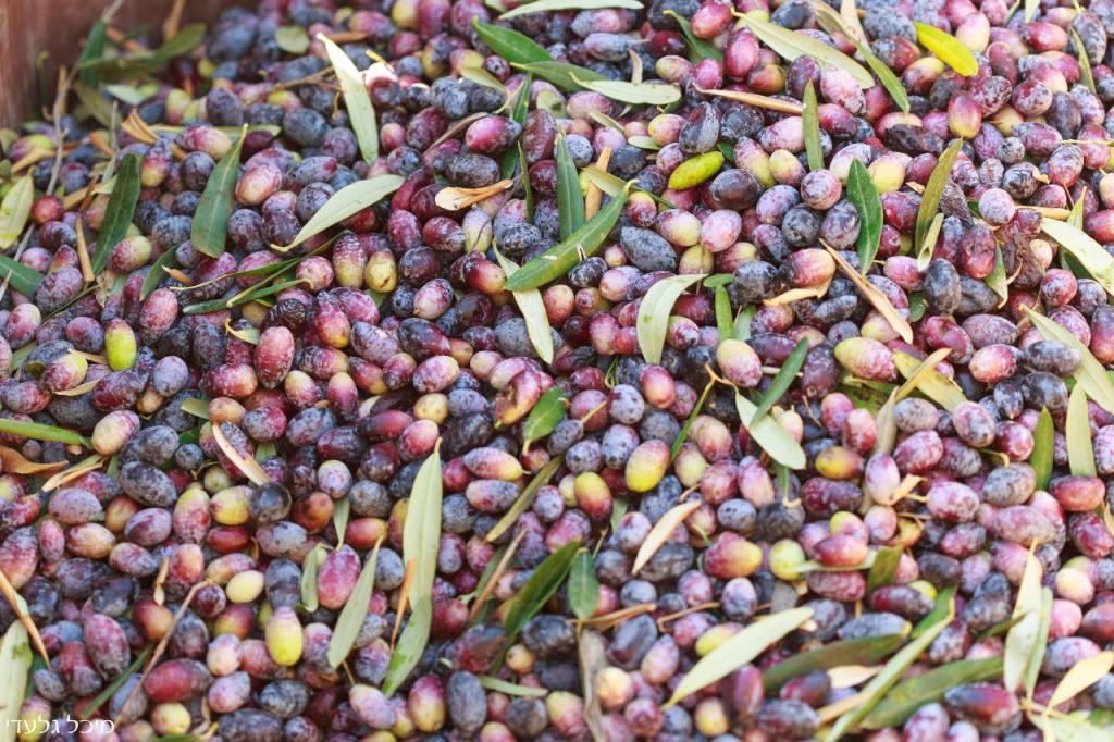 רוטמן כרמי זיתים רוטמן כרמי זיתים