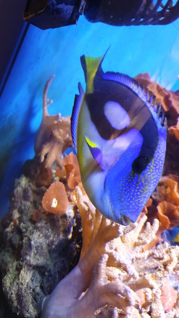 אי האלמוגים אי האלמוגים