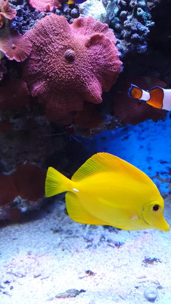 אי האלמוגים אי האלמוגים