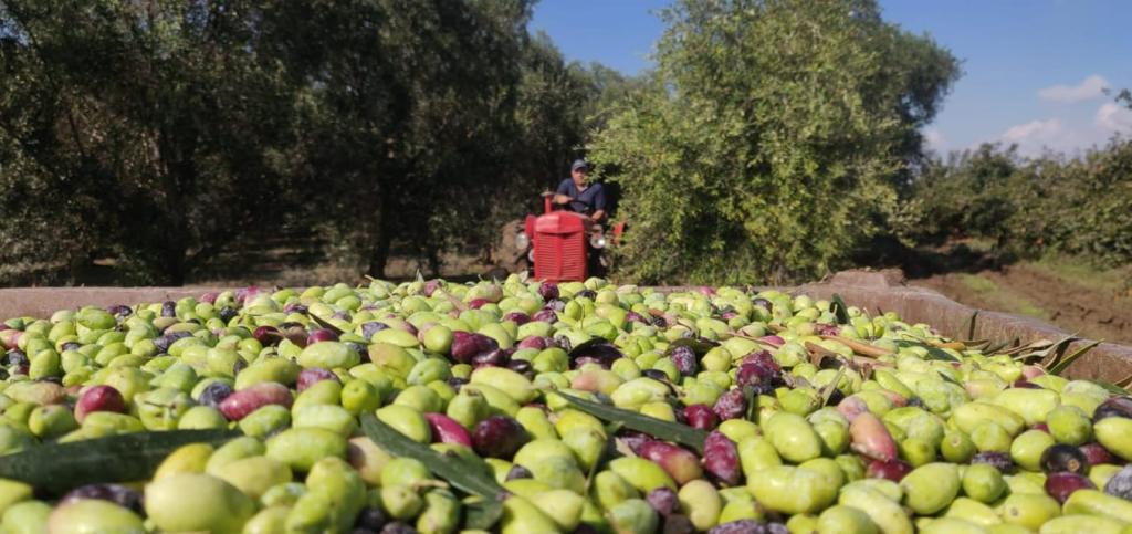 שמן זית ענאל שמן זית ענאל
