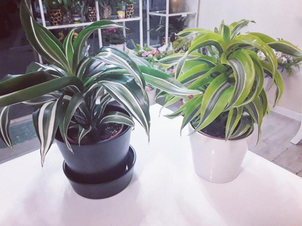 פרחים קסומים Magical Flowers פרחים קסומים Magical Flowers