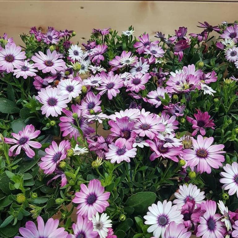 משתלת גני טל מושב זכריה משתלת גני טל מושב זכריה