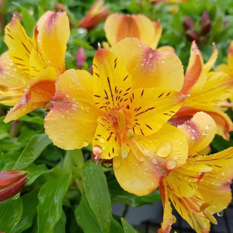 משתלת גני טל מושב זכריה משתלת גני טל מושב זכריה