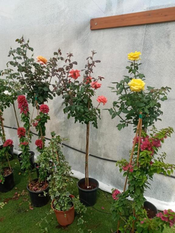 פרחי אביב פרחי אביב