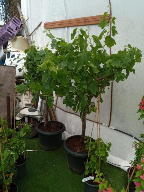 פרחי אביב פרחי אביב