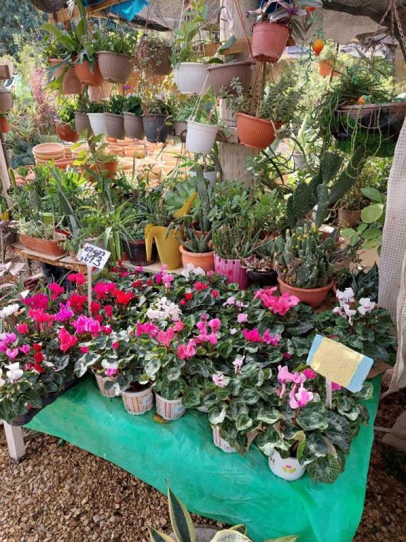 משתלת דורון משתלת דורון