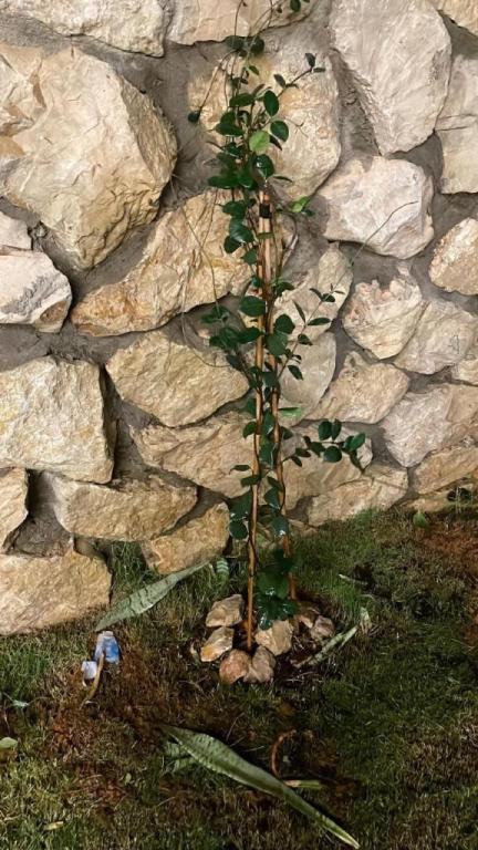 משתלת דורון משתלת דורון