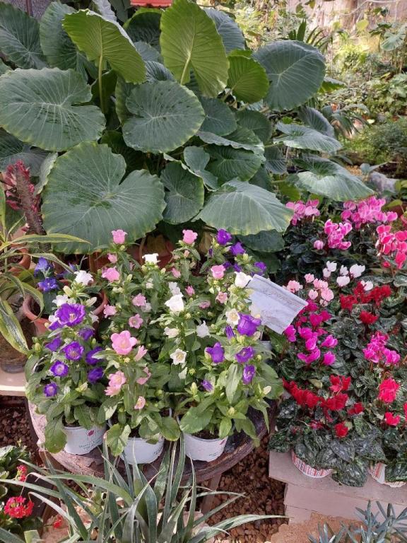 משתלת דורון משתלת דורון