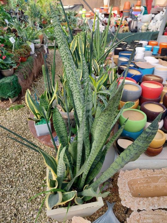 משתלת דורון משתלת דורון