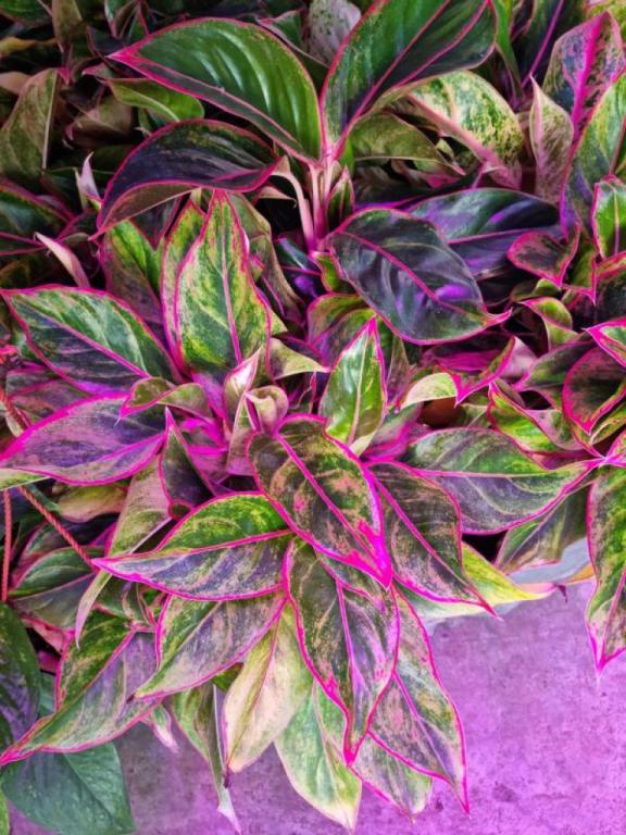 משתלת דורון משתלת דורון