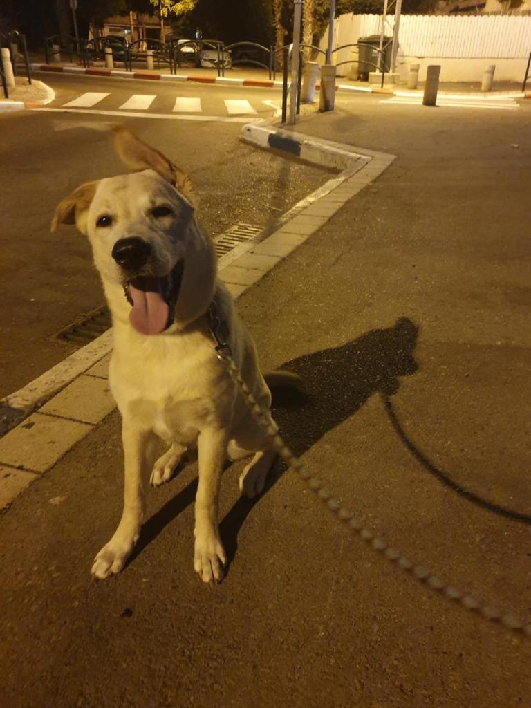 דודי עטר דודי עטר