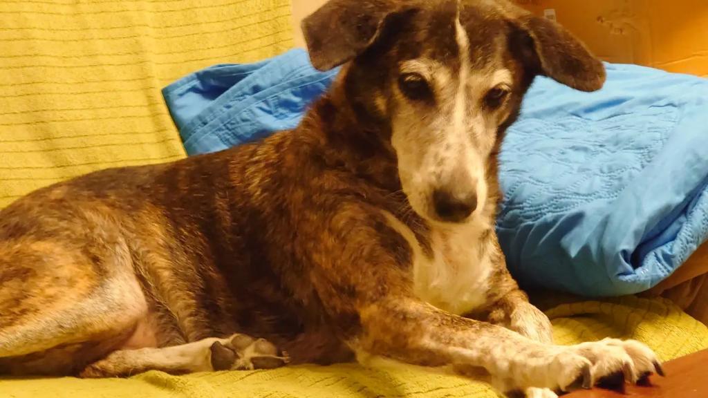 דודי עטר דודי עטר