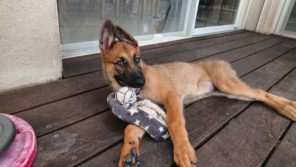 דודי עטר דודי עטר