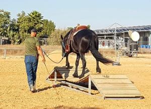 All4horses הכשרת מדריכי רכיבה
