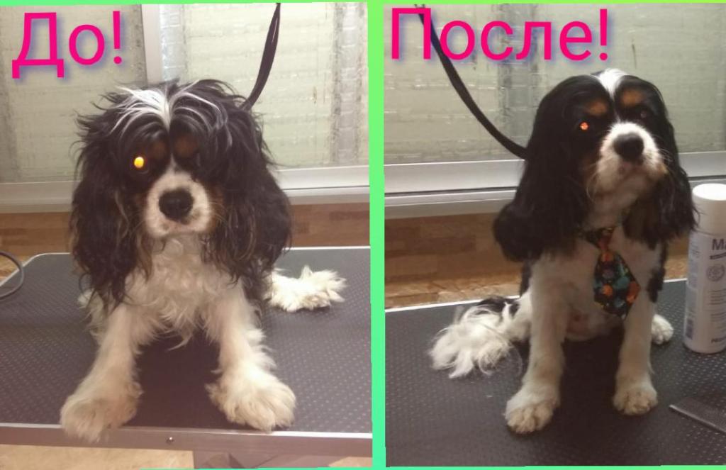 Pretty pets Pretty pets