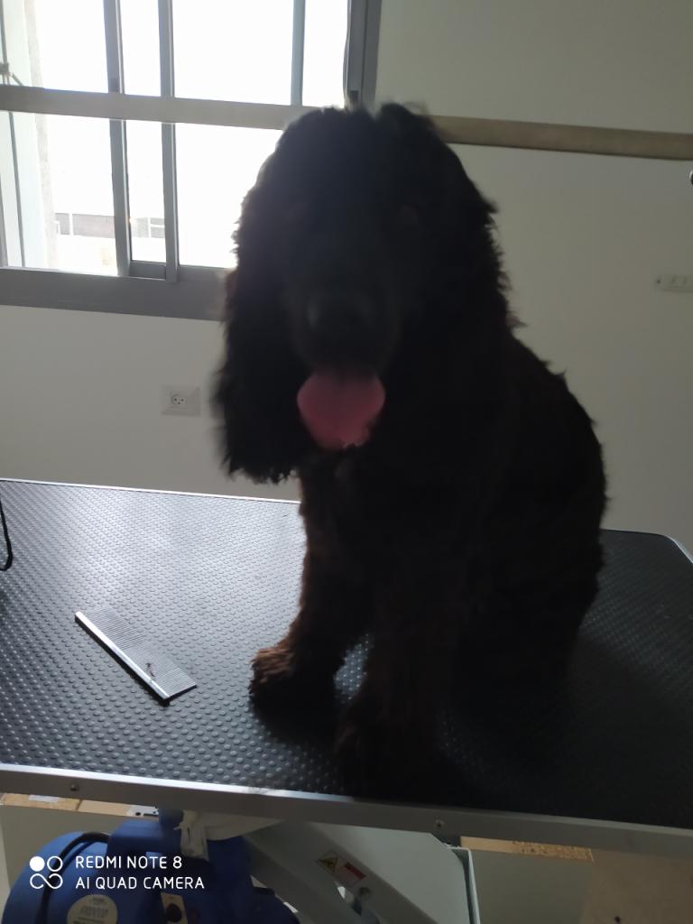 Pretty pets Pretty pets