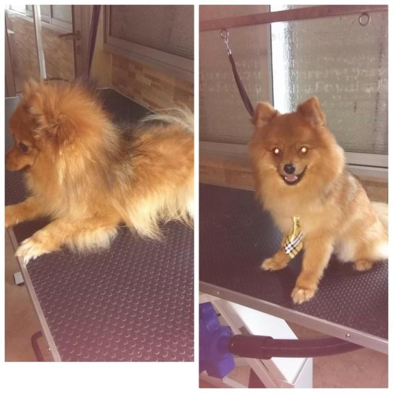 Pretty pets Pretty pets