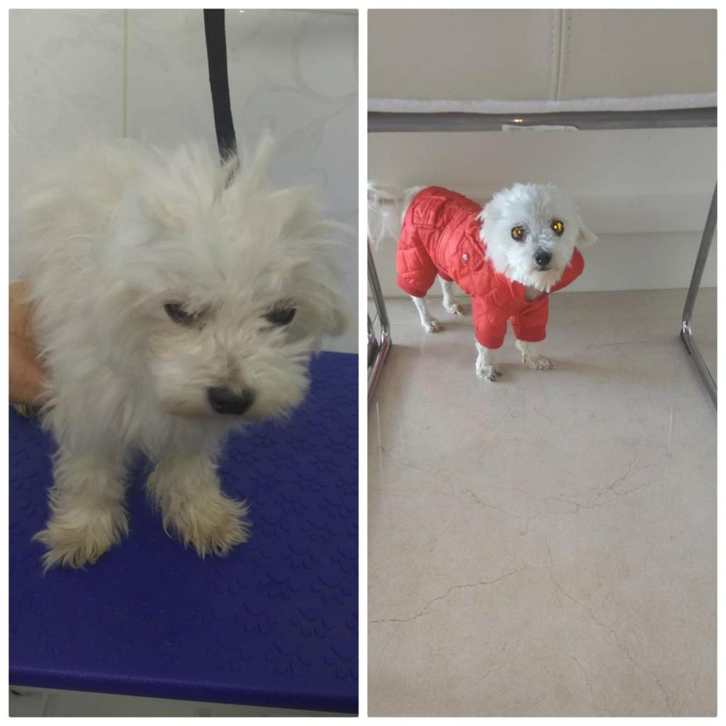 Pretty pets Pretty pets