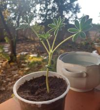 נדב עיסוי רפואי